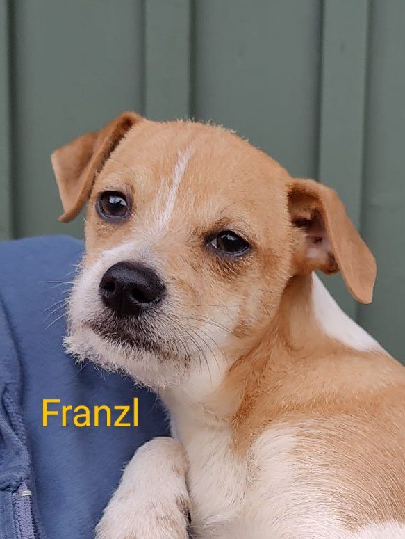 Mehr Info zu Franzl