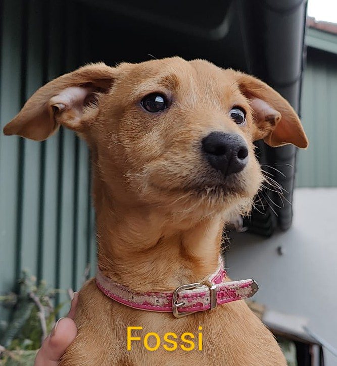 Fossi