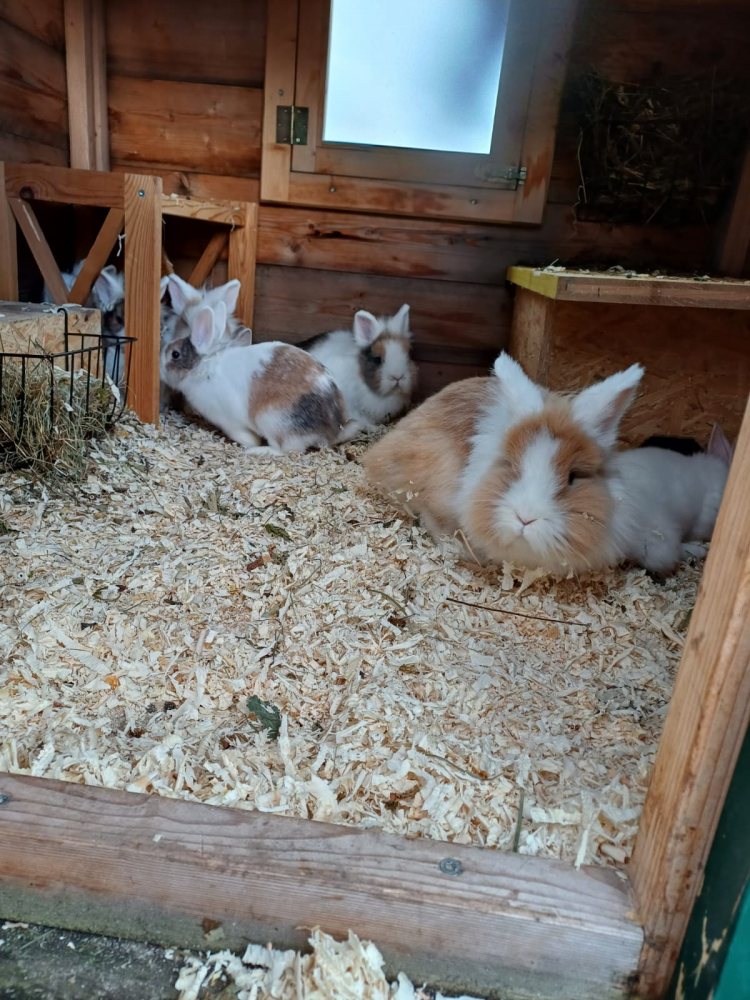 Sophie und ihre Hasenkinder