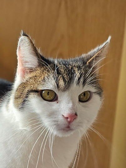 Luki