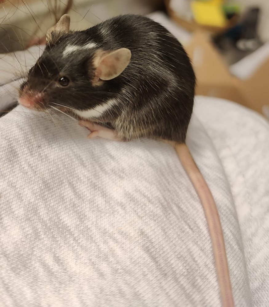 Mehr Info zu Speedy Gonzlaes
