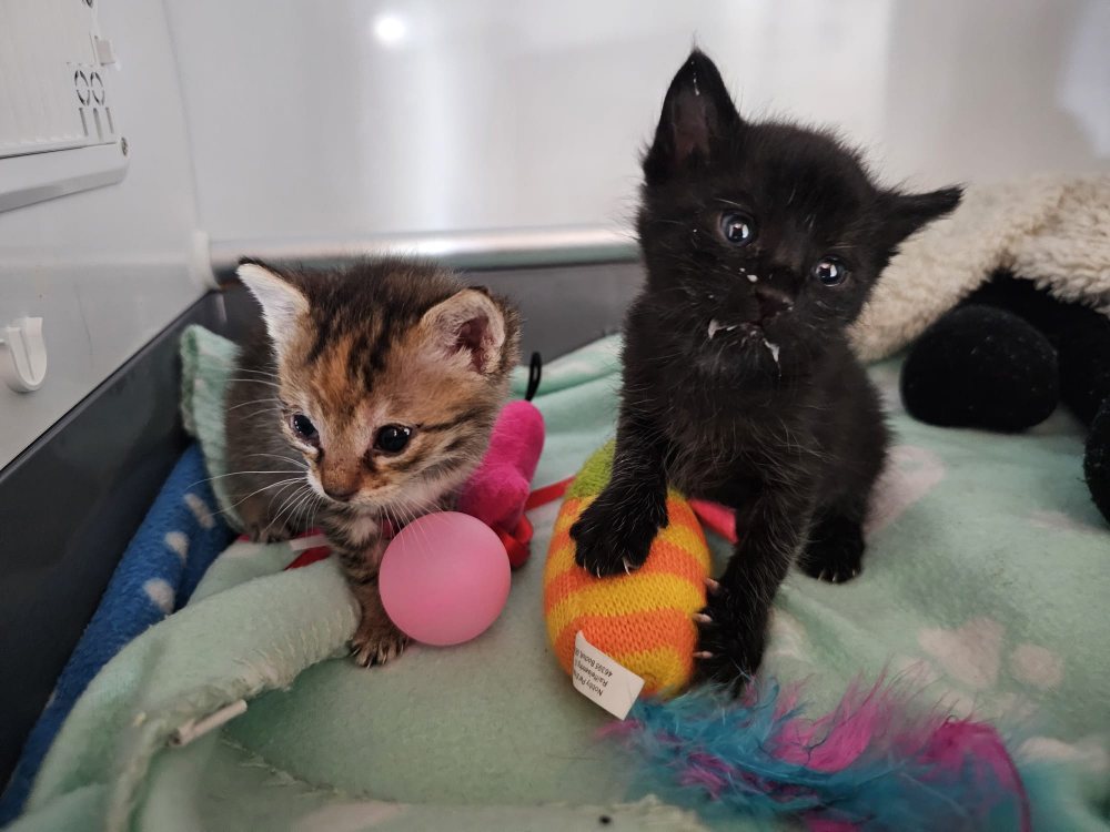 Mehr Info zu Frodo und Hope 