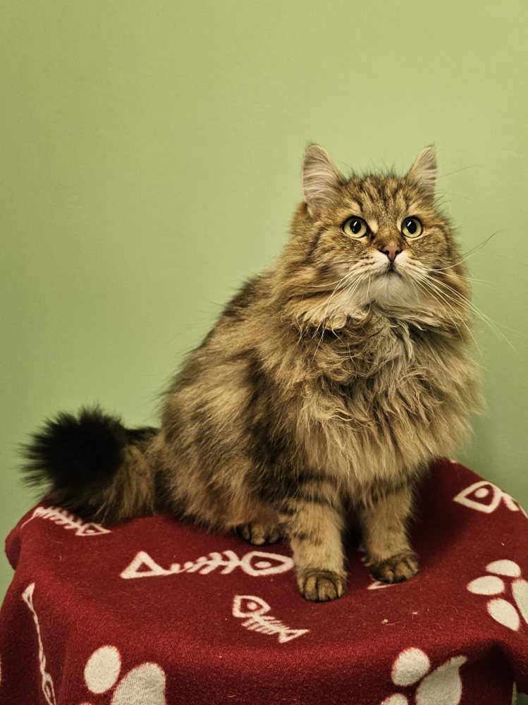 Mehr Info zu Gundula Fundkatze