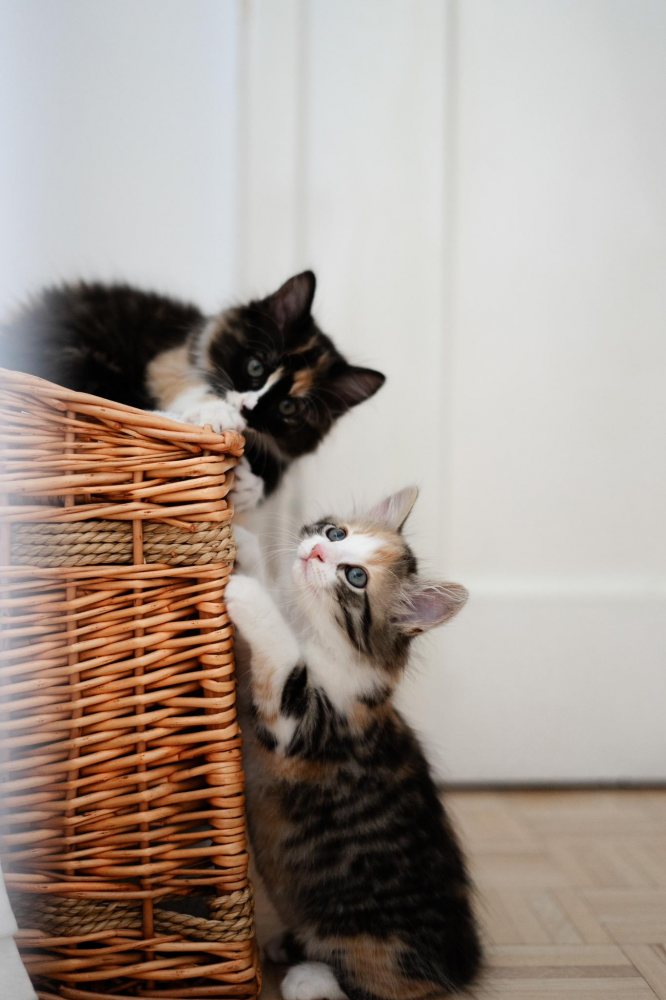 Mehr Info zu Dolly und Daisy