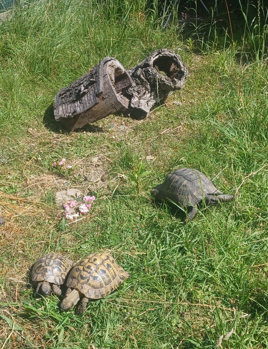 Mehr Info zu Turtle