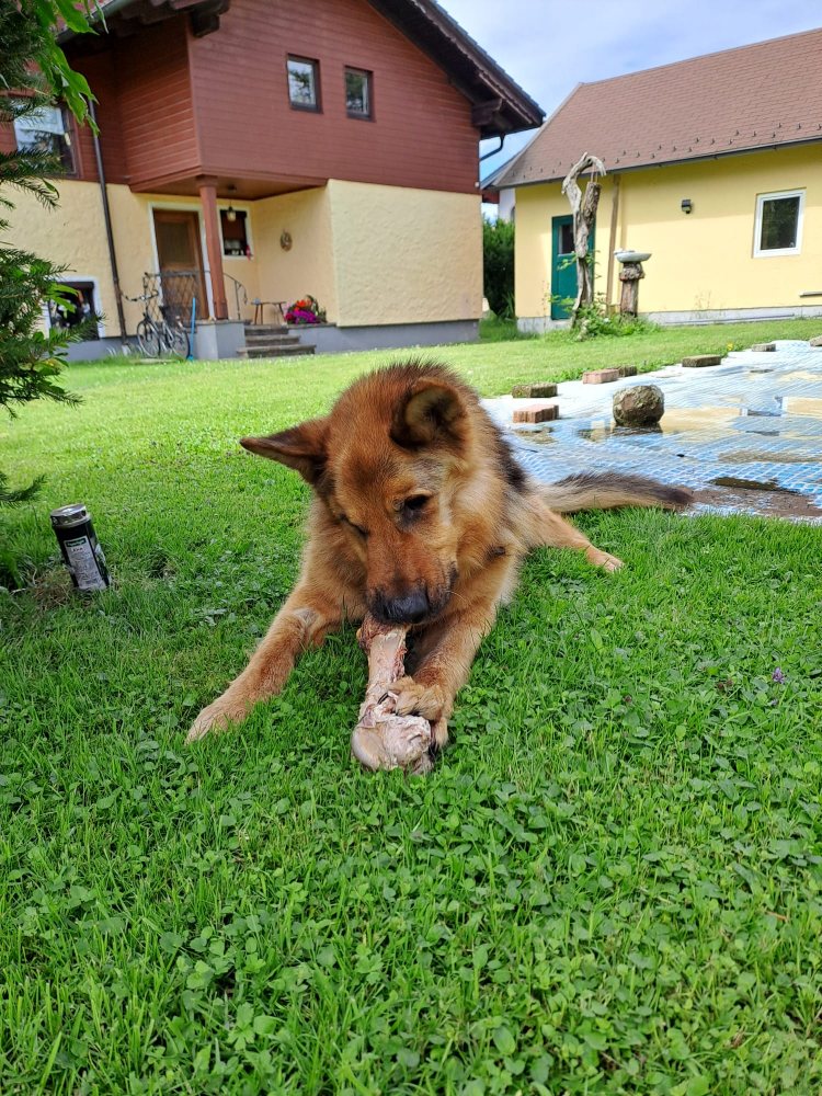 Rex 