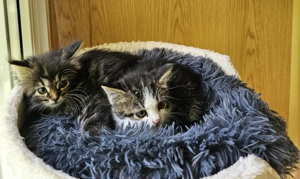 Otto und Mona 