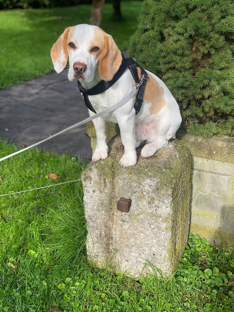 Beagle Bruno 