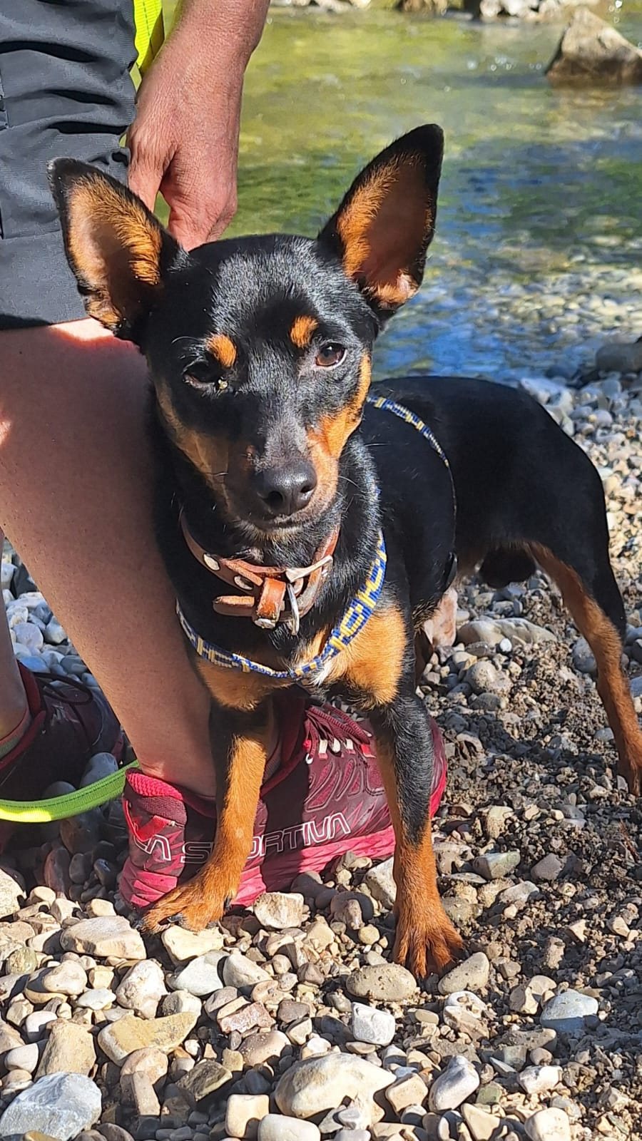 Mehr Info zu Alf - der Pinscher 