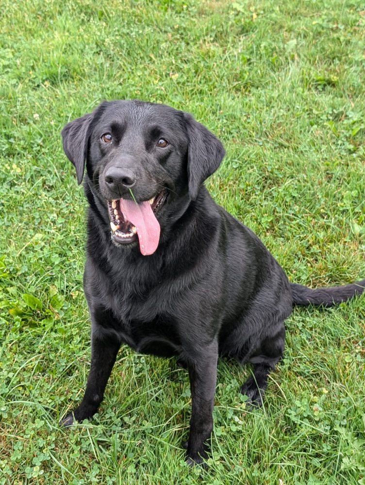 Bruno 