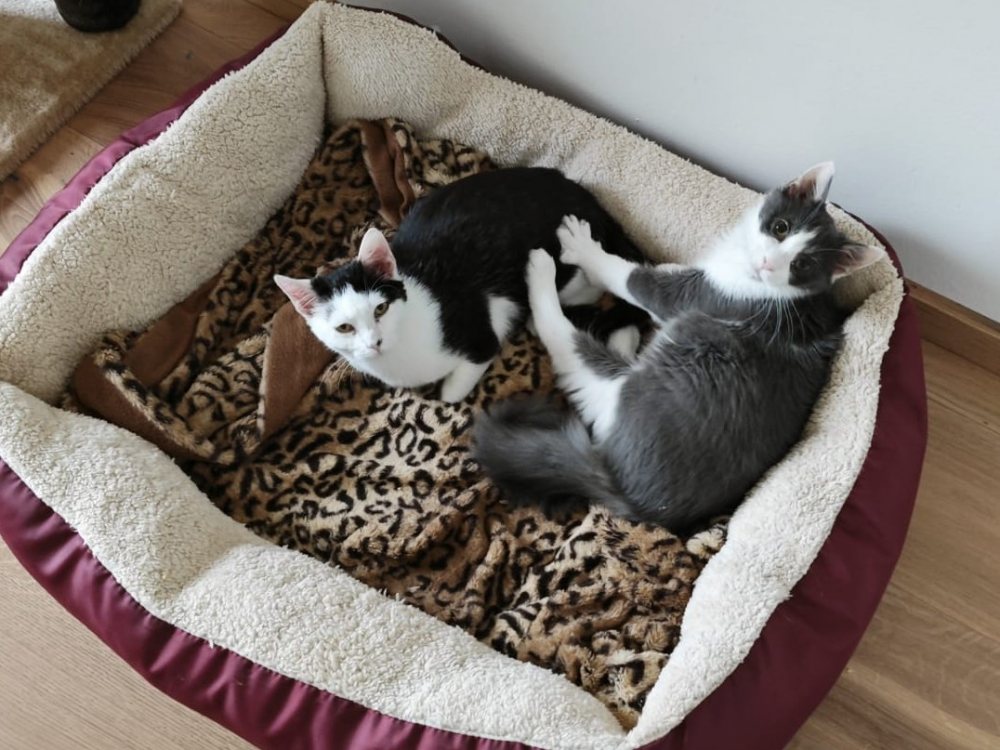 Mehr Info zu Rusty und Reinhard