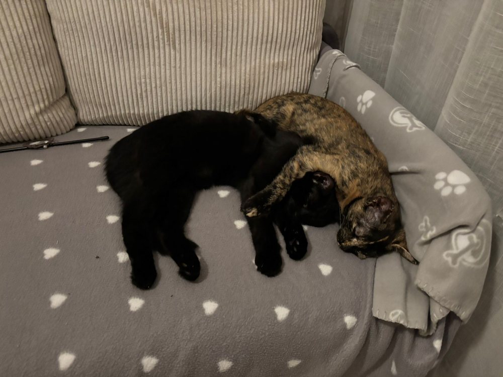 Mehr Info zu Gina und Lisa 