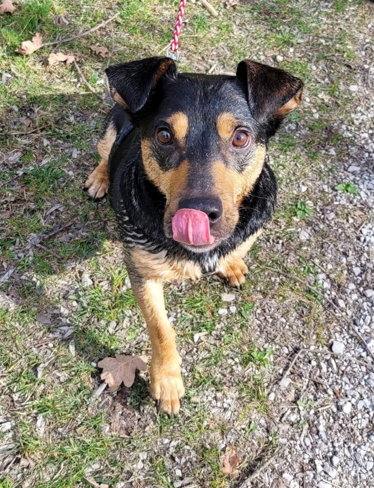 Mehr Info zu Joschi 