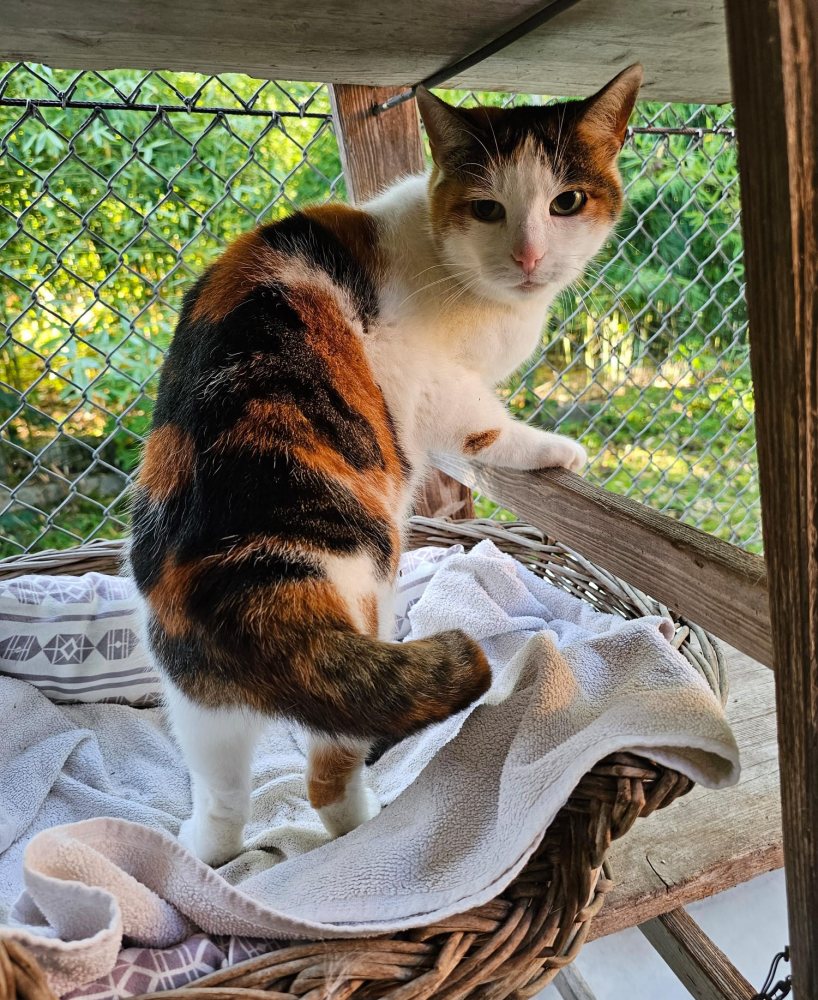 Mehr Info zu Mieze  unsere  Heimkatze