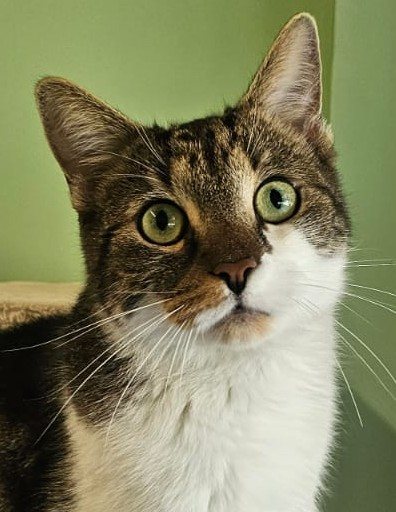 Mehr Info zu Romeo 