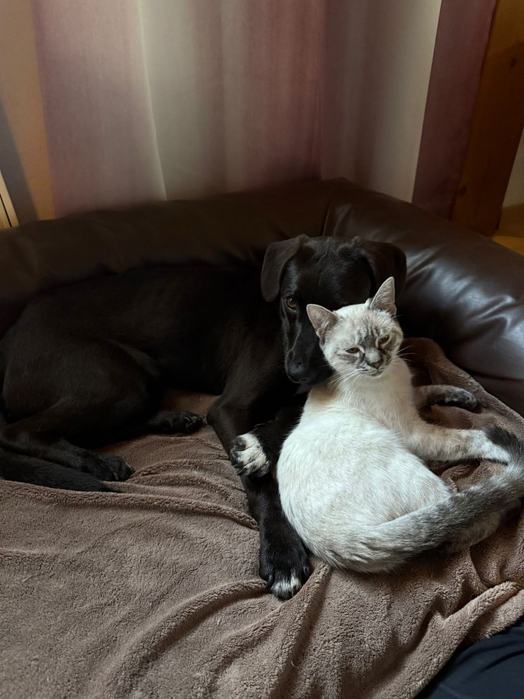 Mehr Info zu Katze Bessi und ihre Hundefreundin 