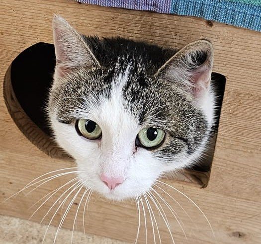 Mehr Info zu Frieda 