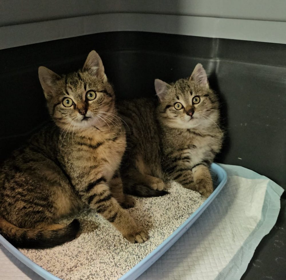 Mehr Info zu Caspar und Finn