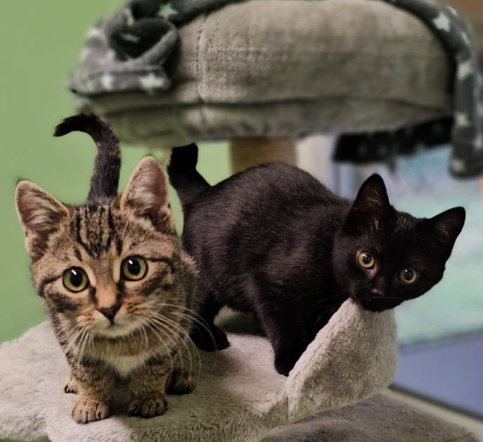 Mehr Info zu Vani und Lucy 