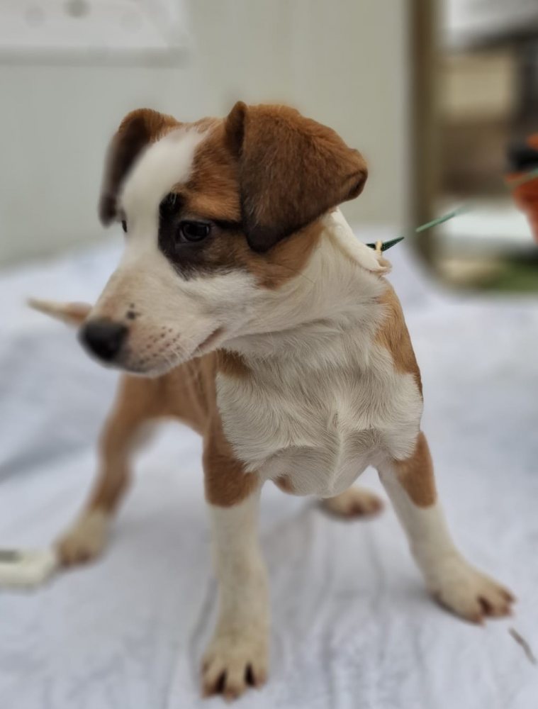 Mehr Info zu Nala 