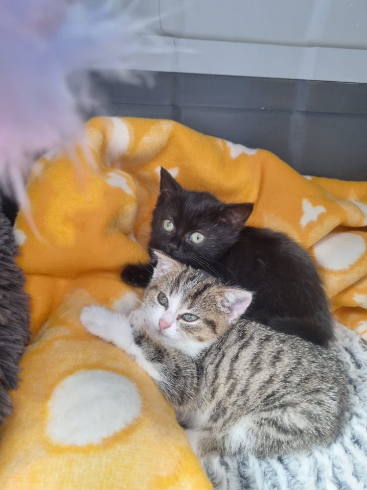 Mehr Info zu Emilia und Aurelia