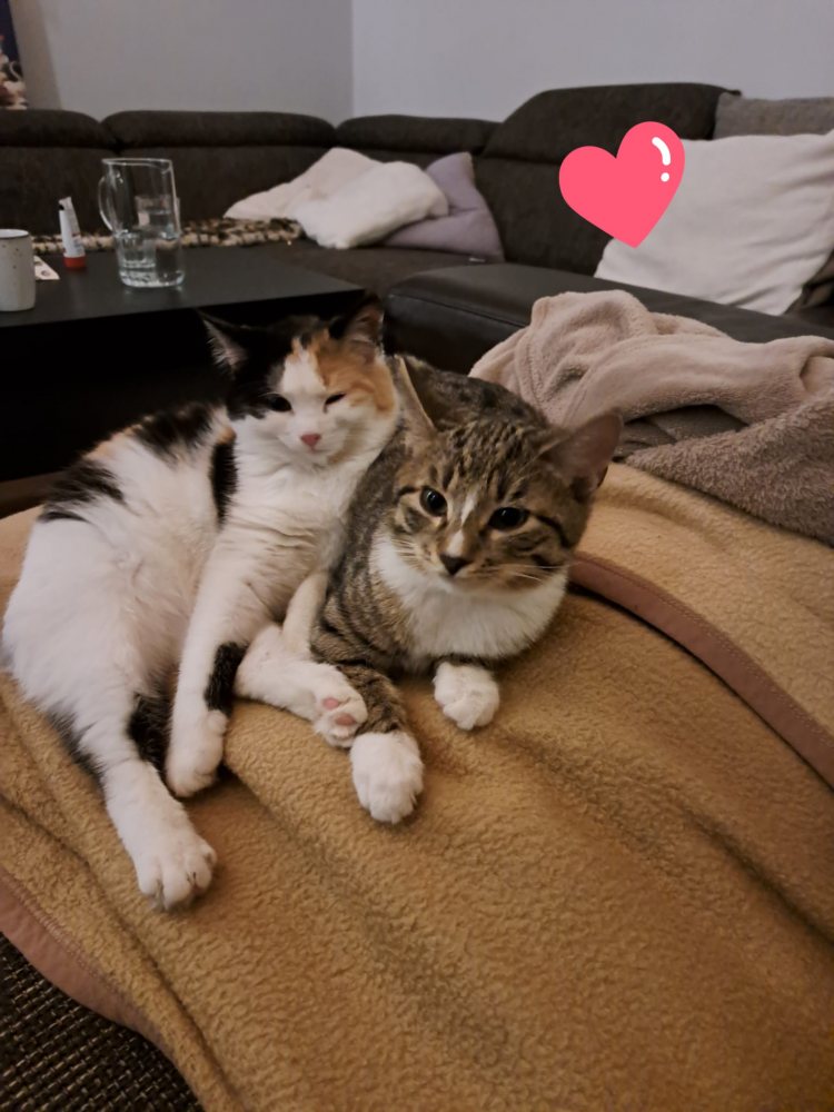 Mehr Info zu Karli und Elsa 