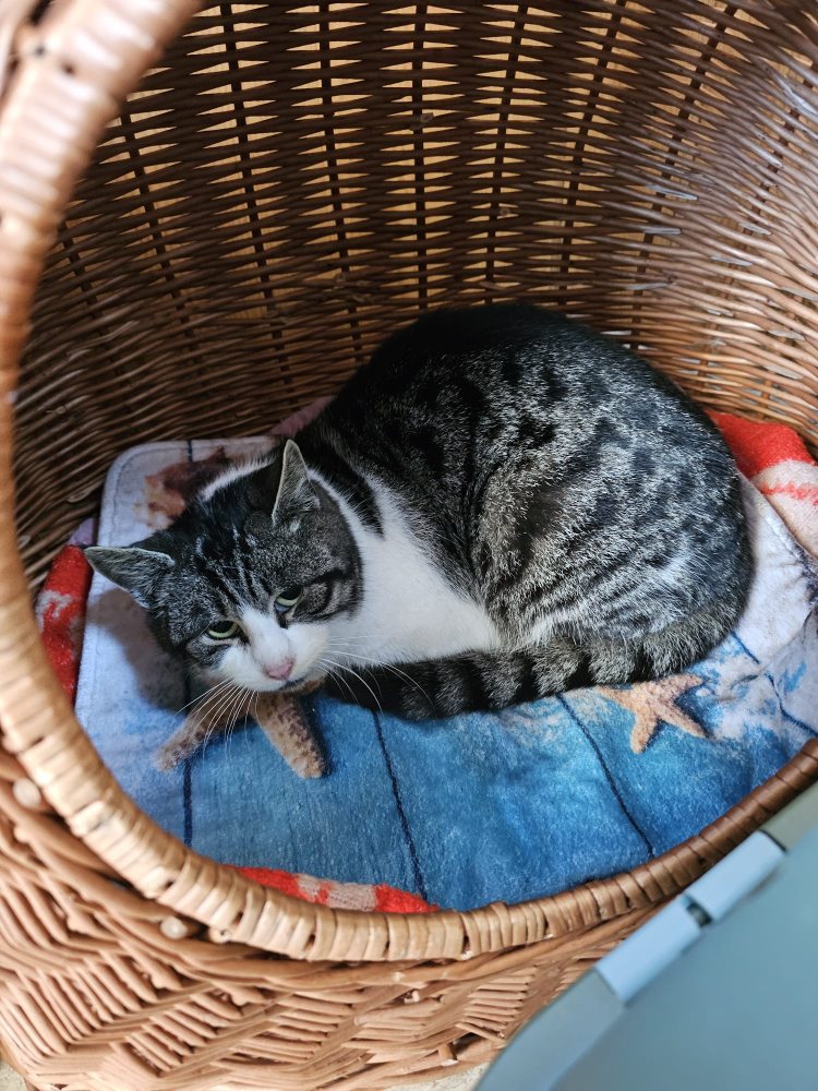 Susi