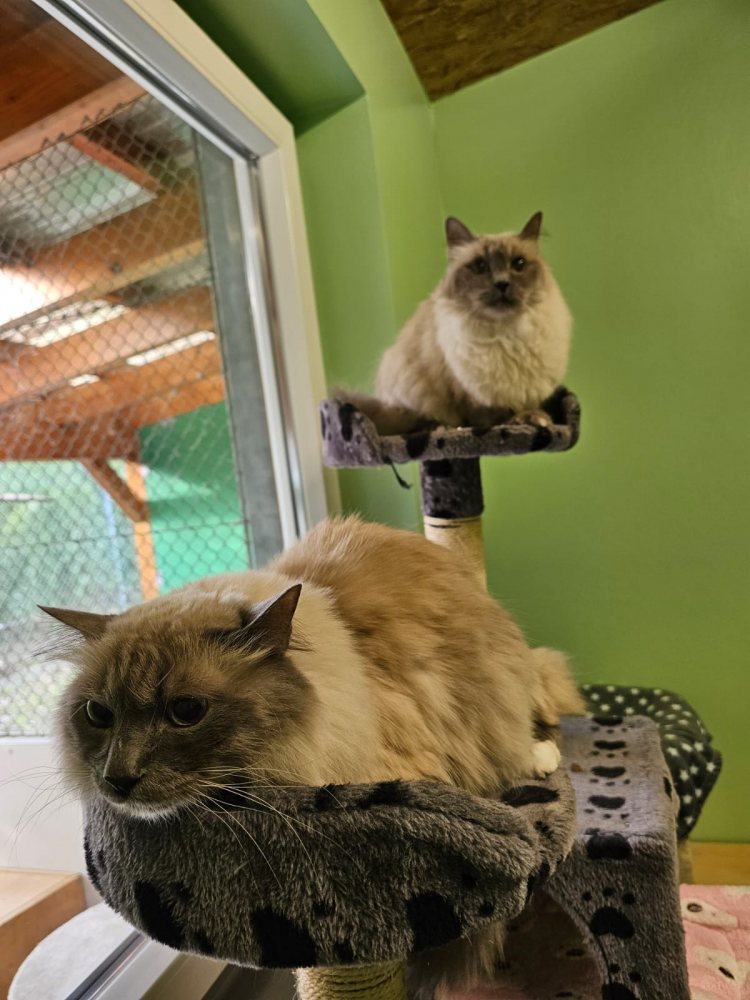 Mehr Info zu Ronja und Lucy