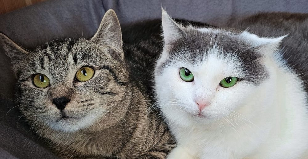 Mehr Info zu Fredi und Karli