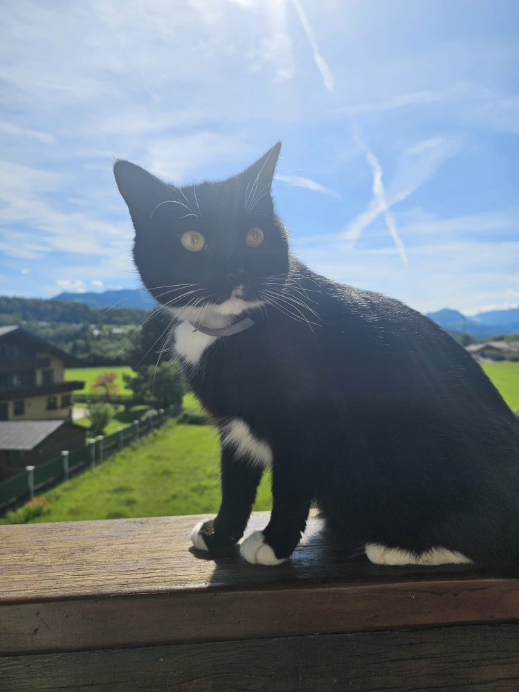 Mehr Info zu Butzi 