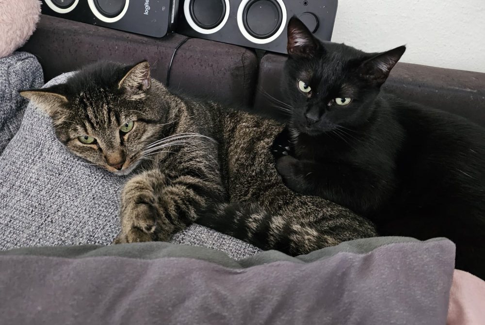 Mehr Info zu Mutzi und Cha-chi
