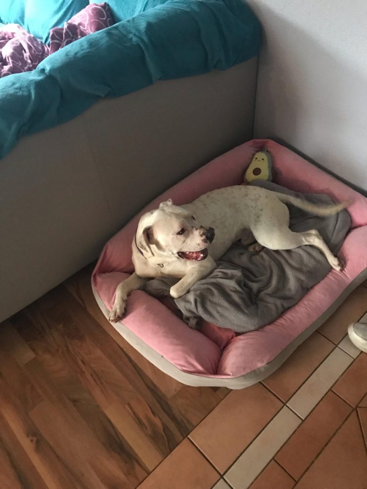 Mehr Info zu Hugo Dogo mix 