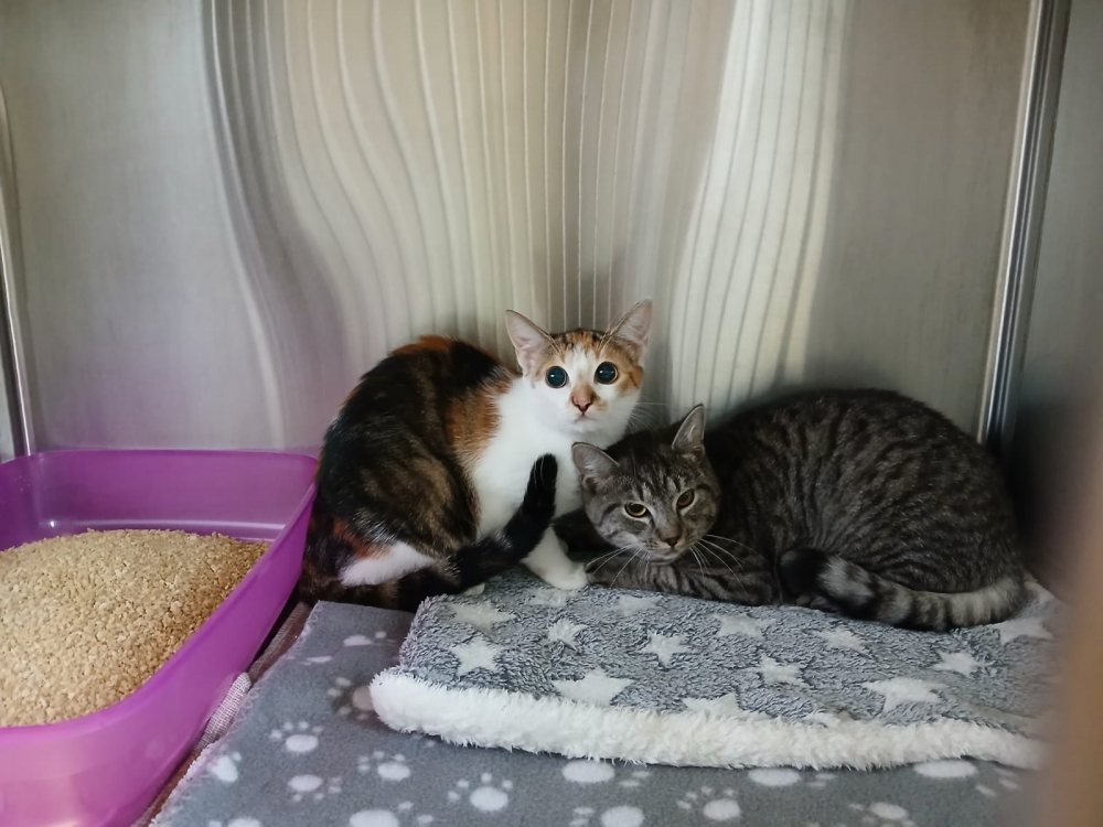 Mehr Info zu Pamina und Nymphe