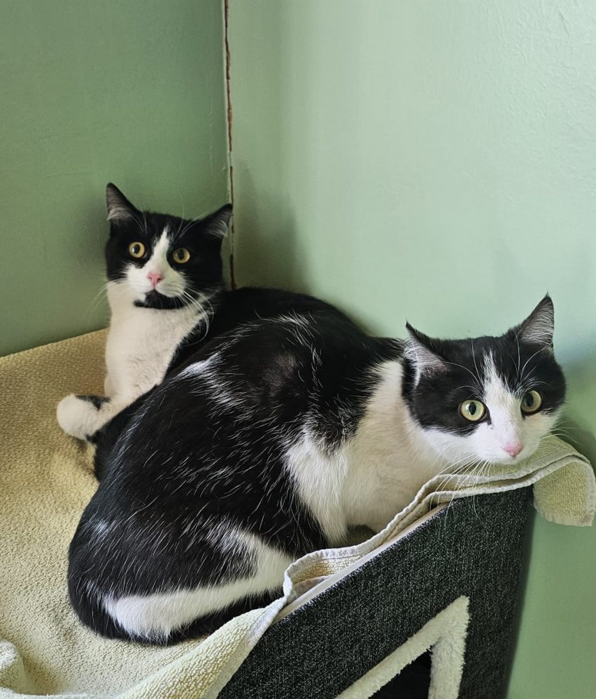 Marley und Mogli 