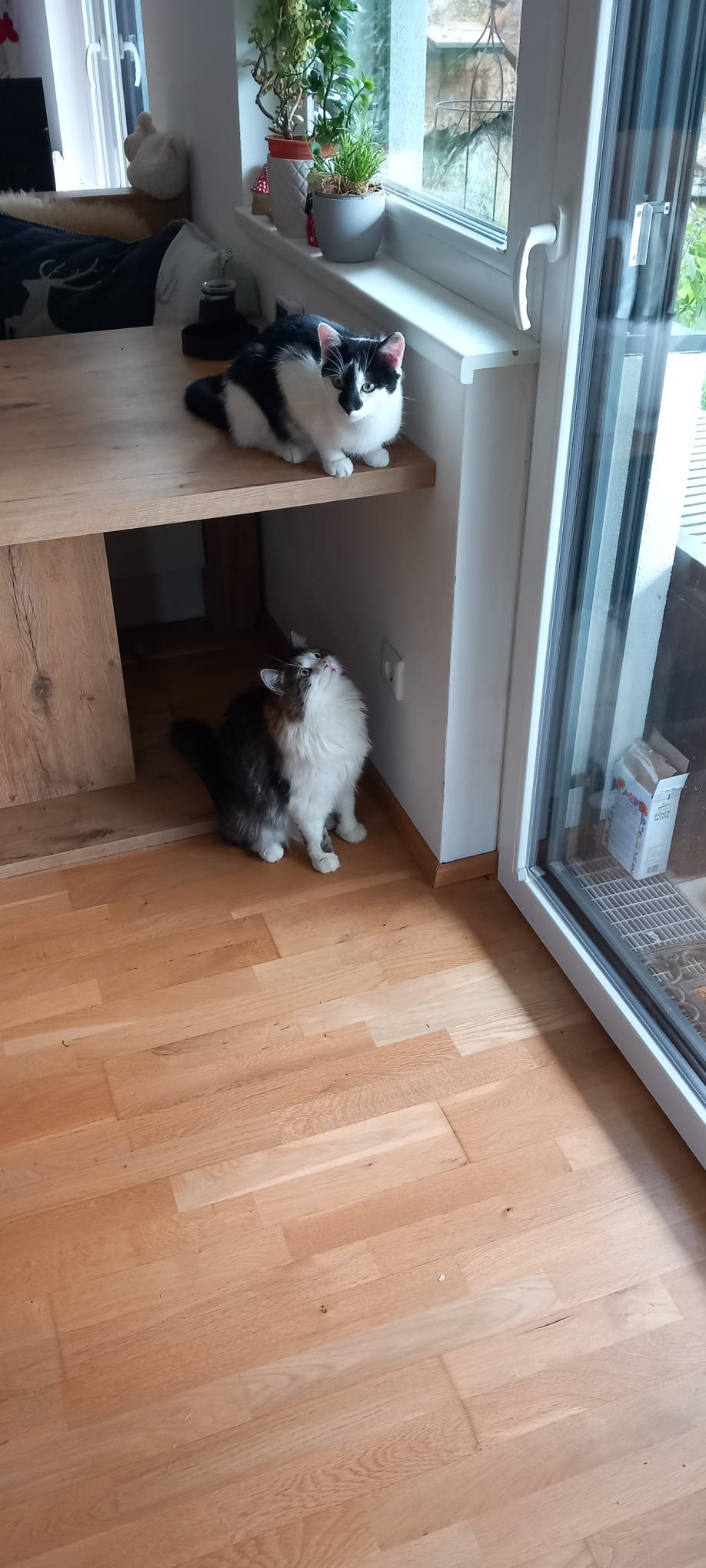 Mehr Info zu Kater Mikesch