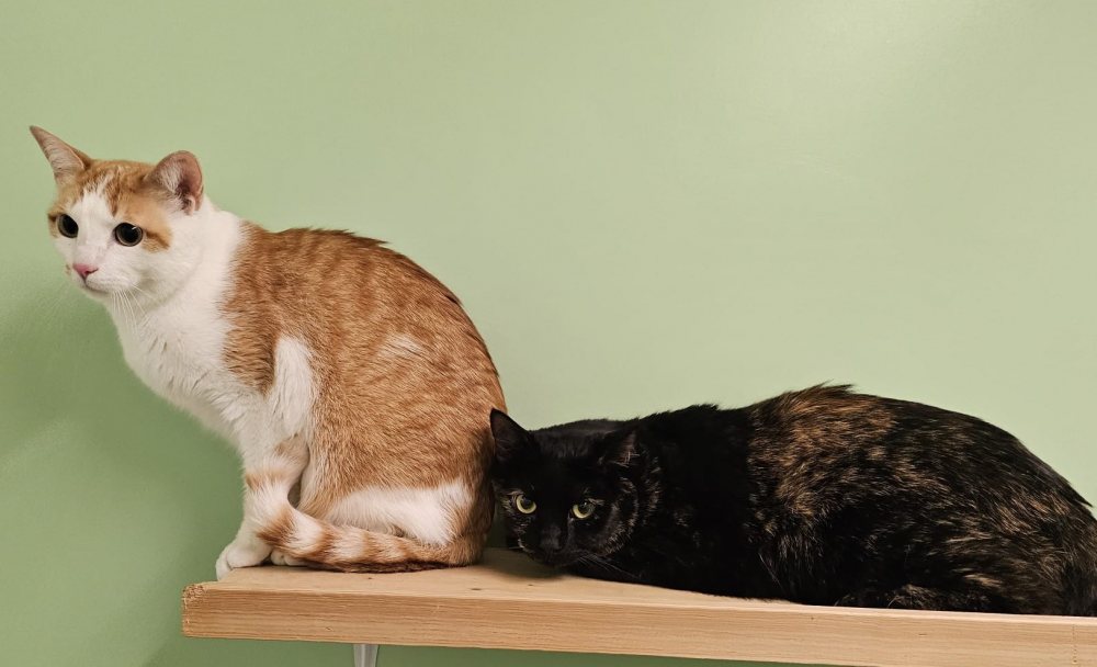 Mehr Info zu Garfield und Daisy