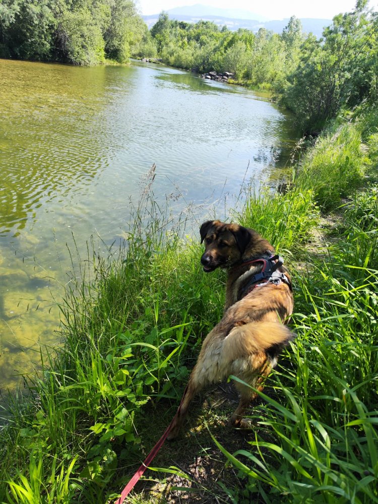 Mehr Info zu Kimba  - ein ganz  besonderer Hund