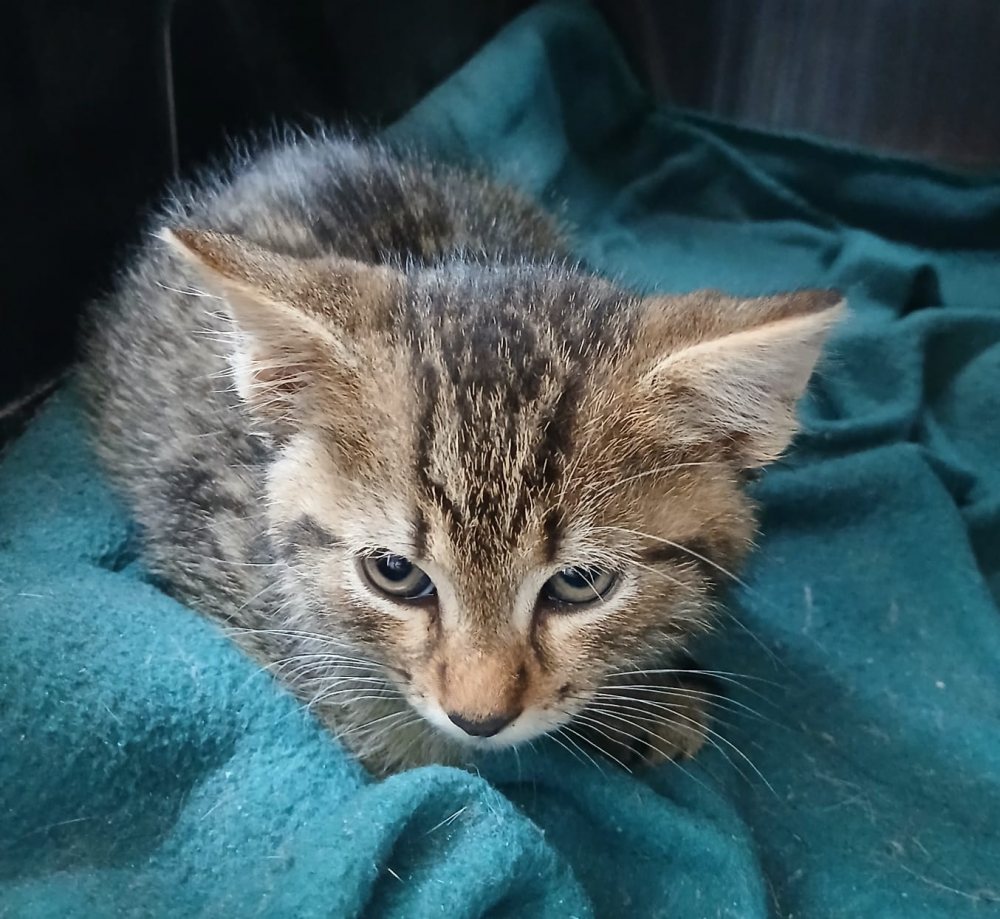 Mehr Info zu Yuki