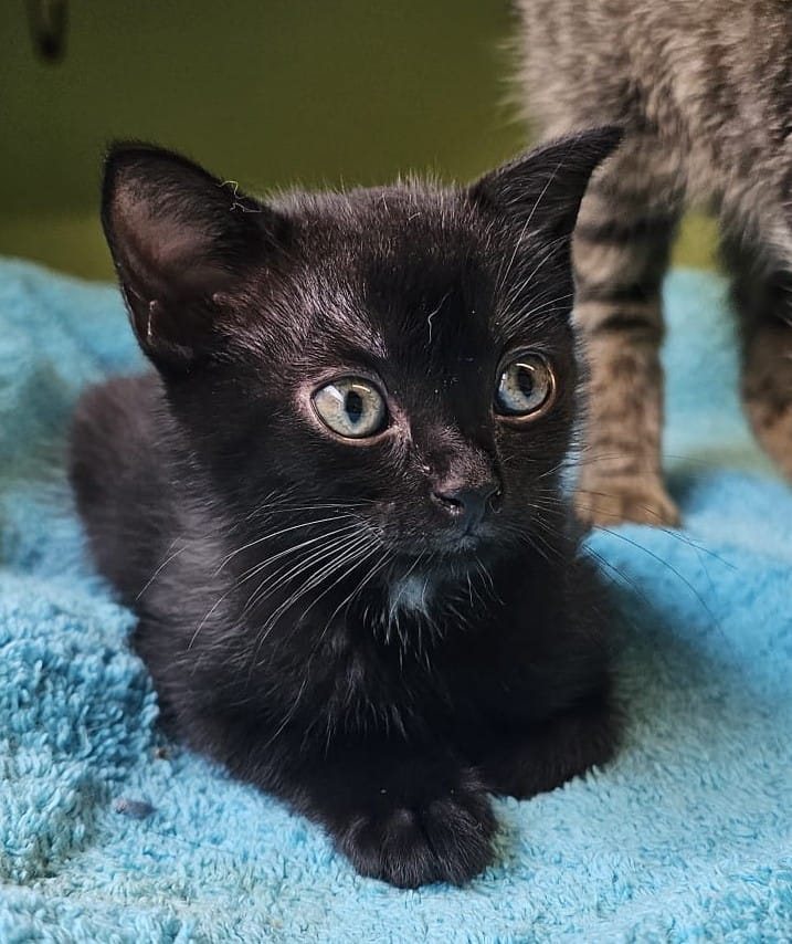 Mehr Info zu Katzenkindergarten - 20 Katzenkinder auf der Suche nach einem zu Hause