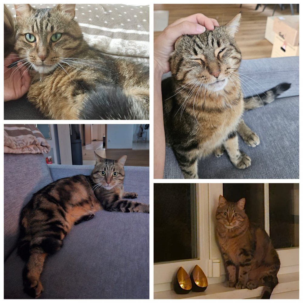 Mehr Info zu Gipsy