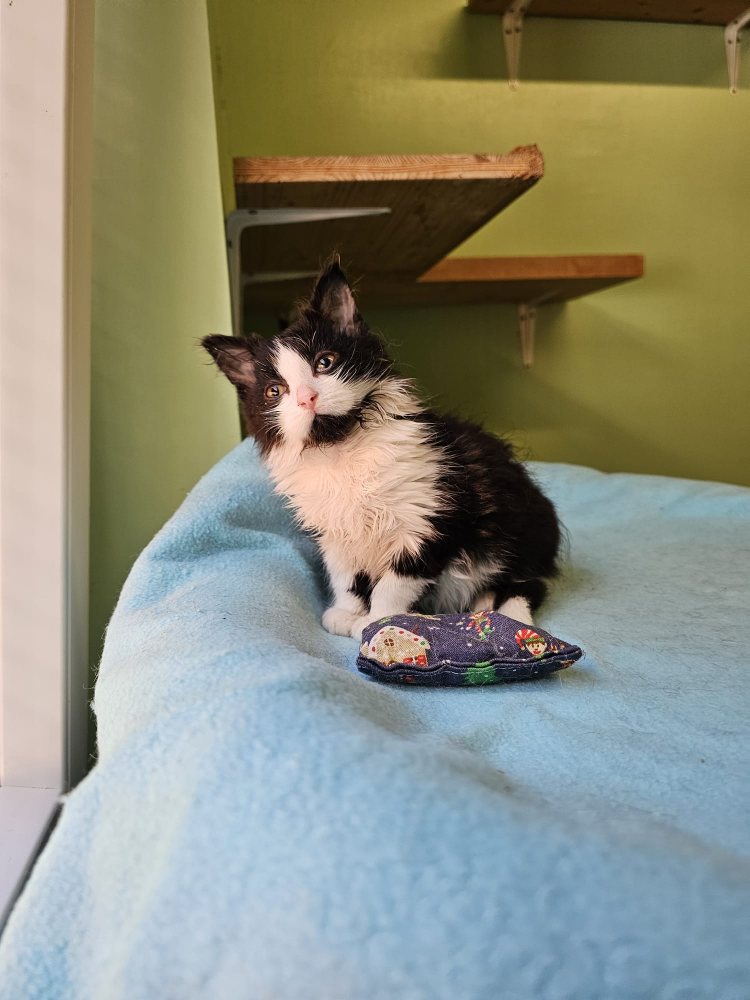 Mehr Info zu Katzenkindergarten - 20 Katzenkinder auf der Suche nach einem zu Hause