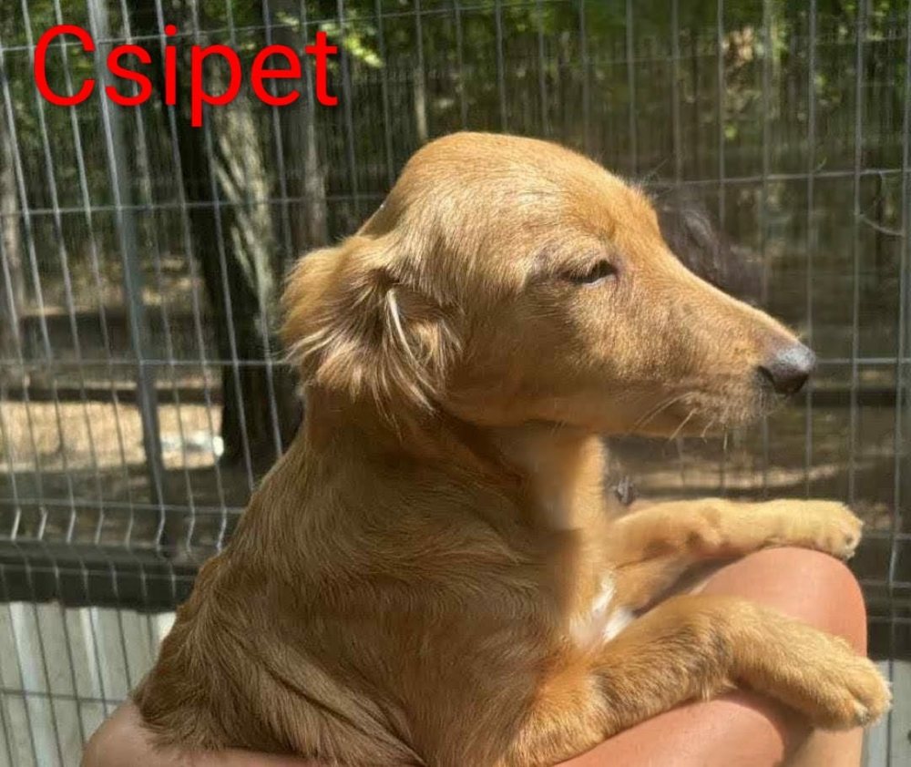 Mehr Info zu Csipet