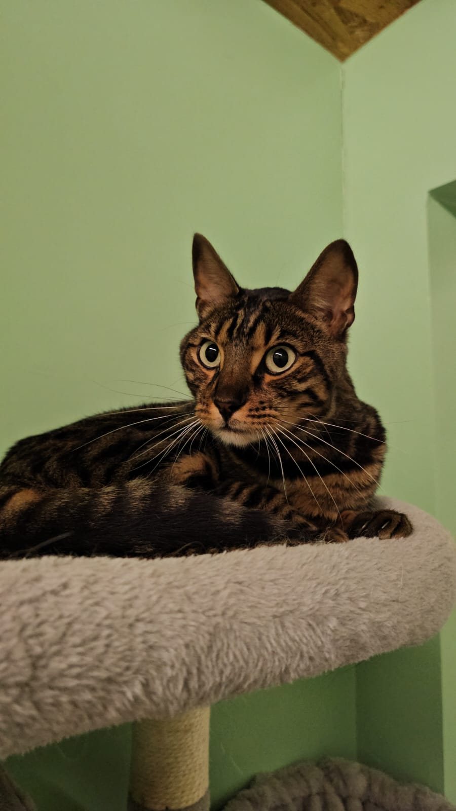 Tigris - ein Bengale 