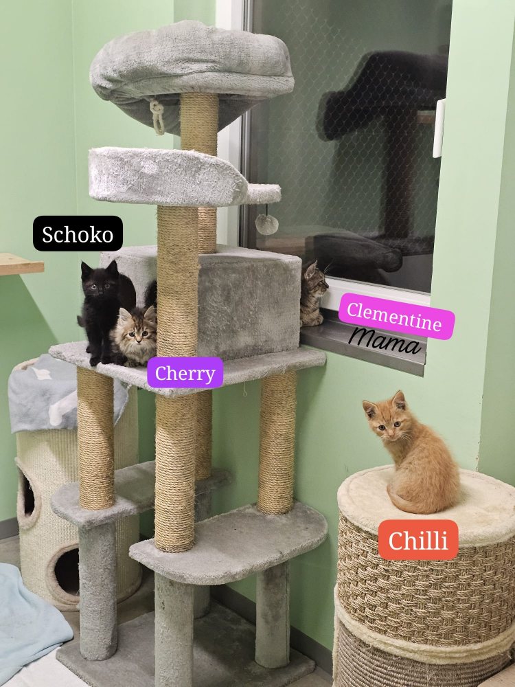 Mehr Info zu Clementine mit 3 Kitten