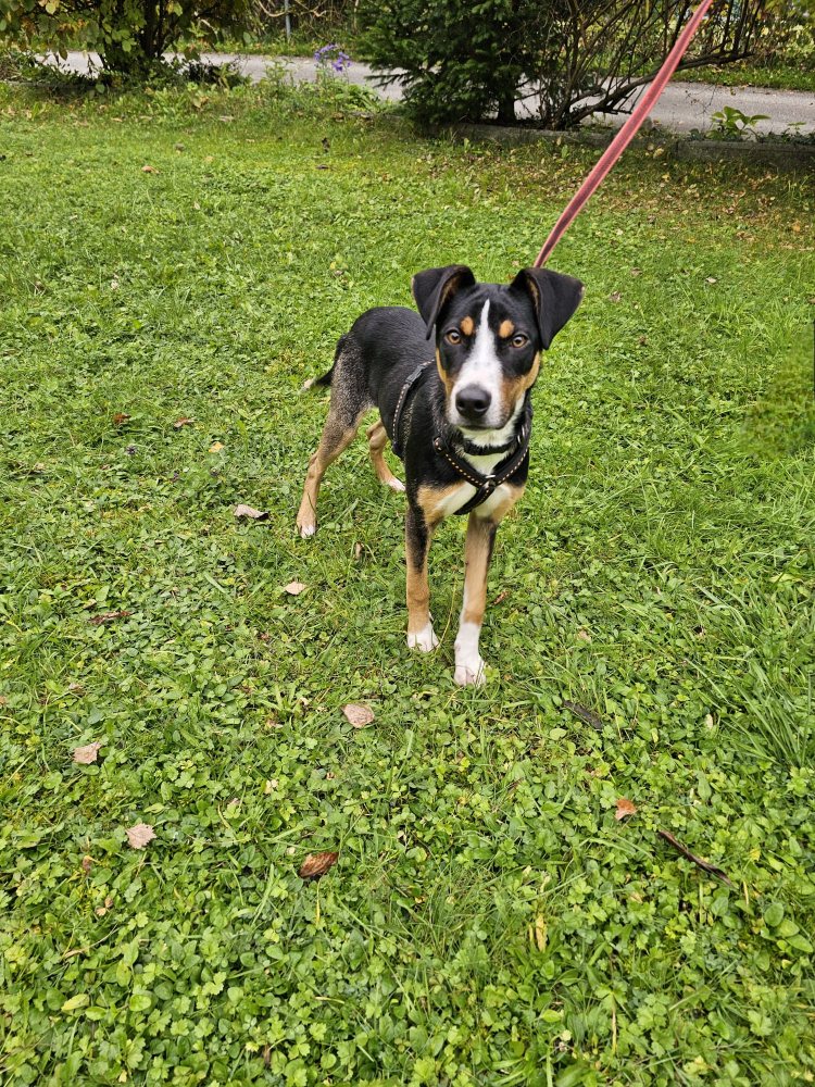 Mehr Info zu Doris - die Sportliche  und katzenlieb