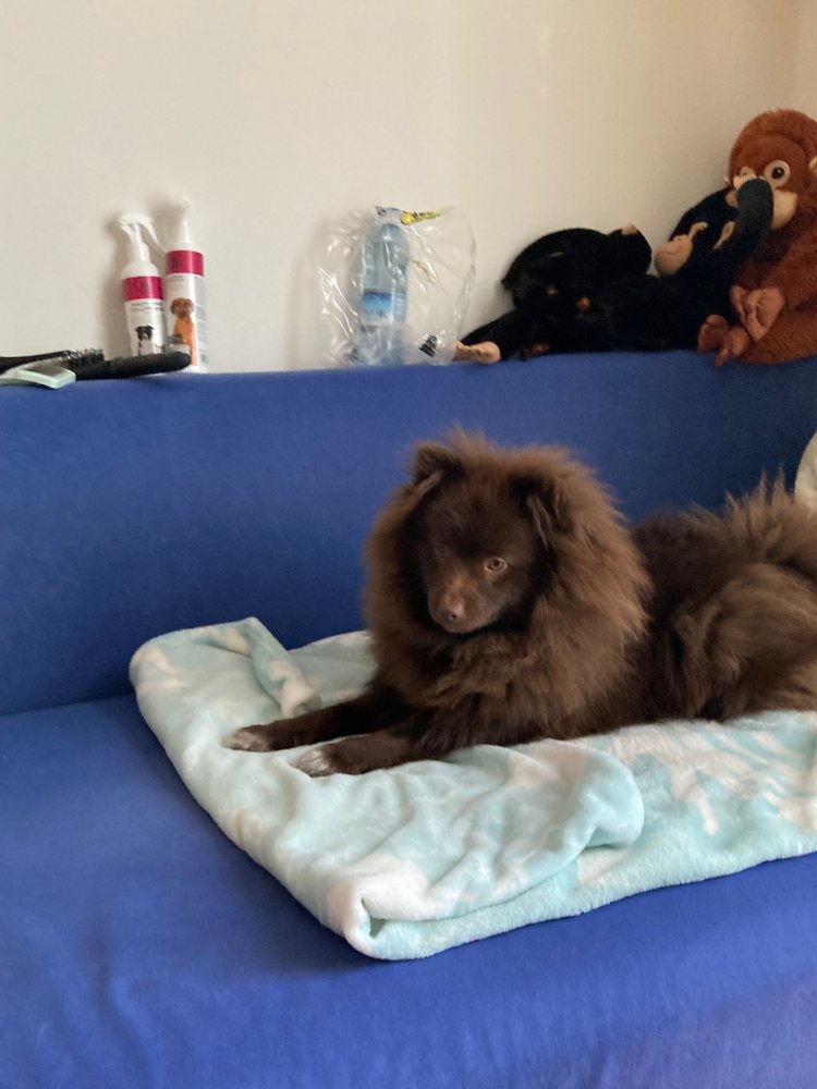 Mehr Info zu Zorro - Vermittlungshilfe