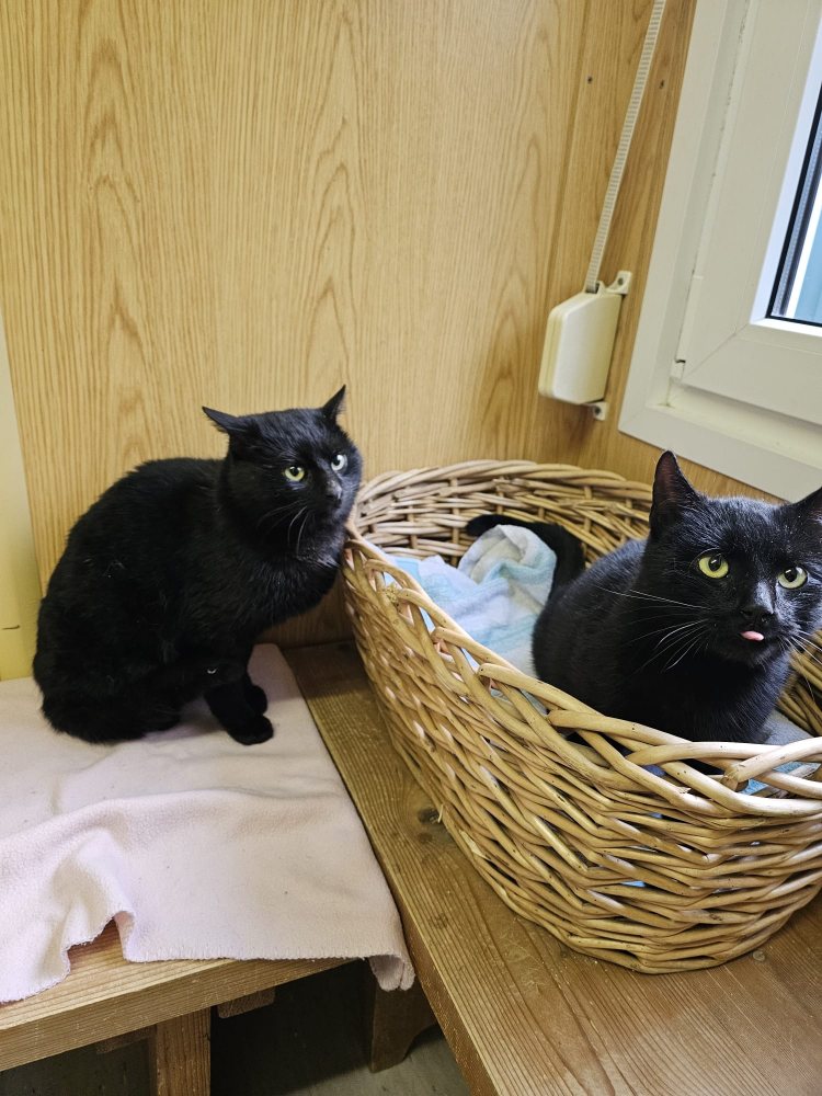 Mehr Info zu Nero Notfall