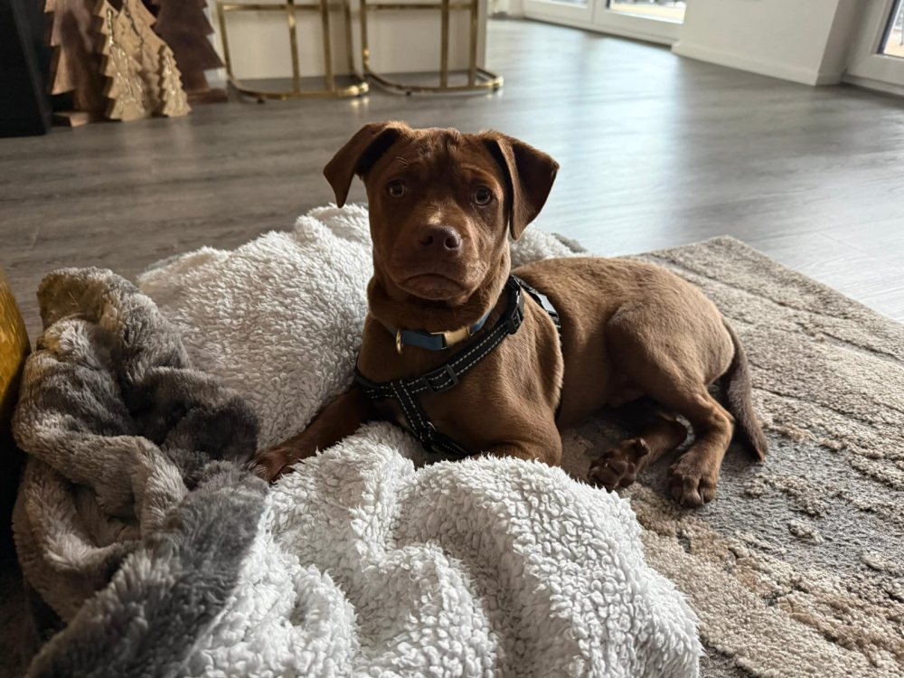 Mehr Info zu Gnocchi 