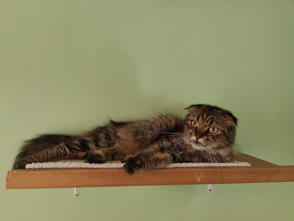 Cleo - eine Scottish Fold