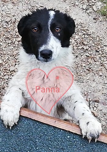 Mehr Info zu Panna